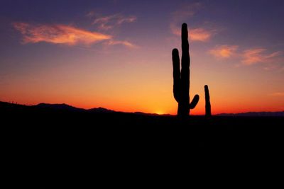 Silhouette cactus on field against orange sky