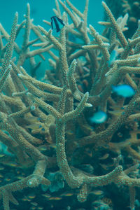 Fishes swimming over coral reef in sea