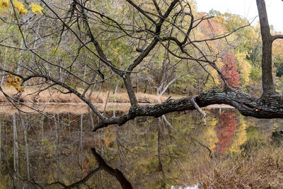 Bare tree in forest