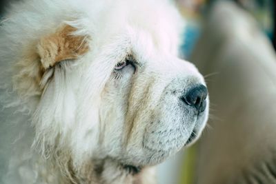 Close-up of a dog