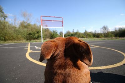 Close-up of dog by road against sky