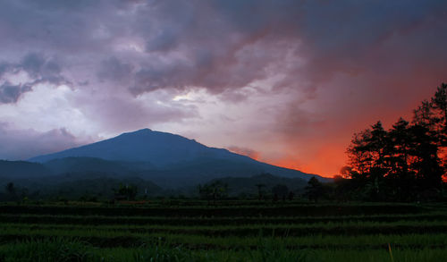 Scenic view of field against sky