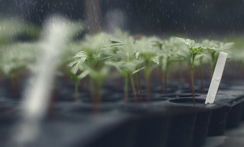 Close-up of wet potted plant on table during rainy season