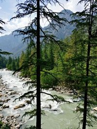 Scenic view of lake by trees in forest