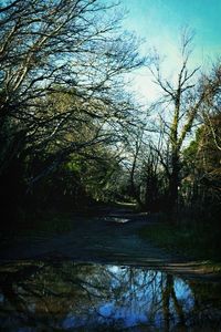 Bare trees in forest