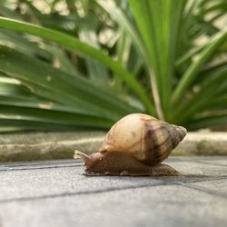 Close-up of snail on leaf