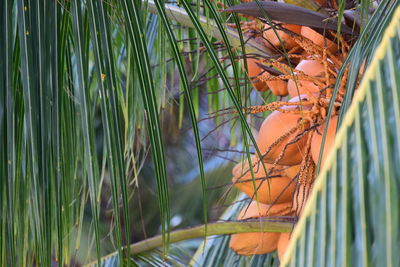 Coconuts growing on tree