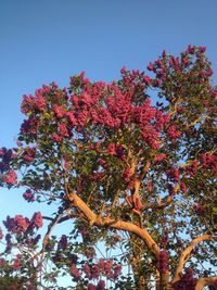 Low angle view of trees against clear sky