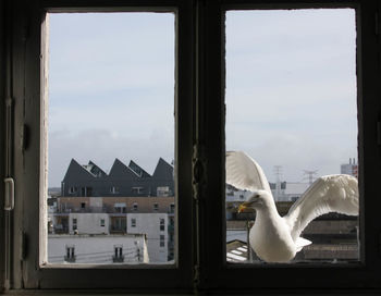 View of birds against sky seen through window