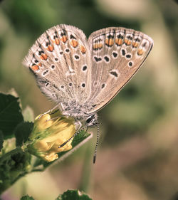 Close-up of butterfly pollinating on flower