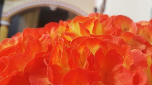 Close-up of orange flowering plant