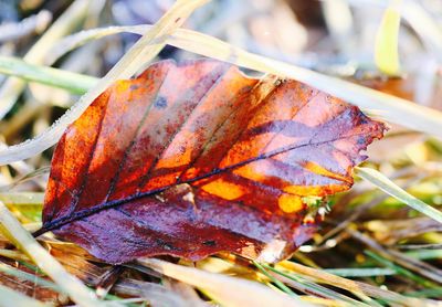 Close-up of leaves