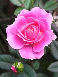 Close-up of pink rose blooming outdoors