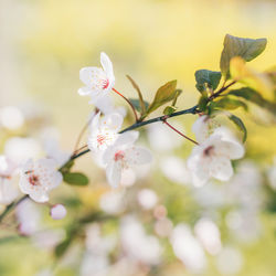 Close-up of cherry blossoms