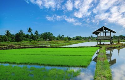 Scenic view of agricultural field against sky