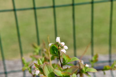 Close-up of white flowering plant