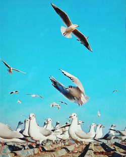 Flock of birds flying against blue sky