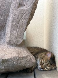 Portrait of a cat on rock