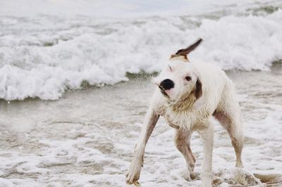 View of dog on beach