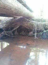 Reflection of trees in water