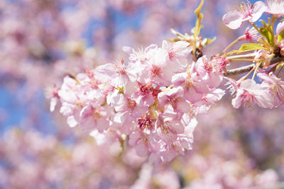 Close-up of pink cherry blossoms