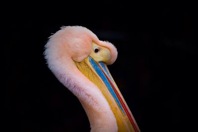 Close-up of bird against black background