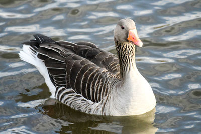 Close-up of duck swimming in lake