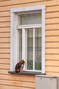 Cat sitting on window