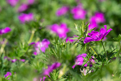 Close-up of pink flowering plants