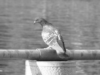 Close-up of bird perching on water