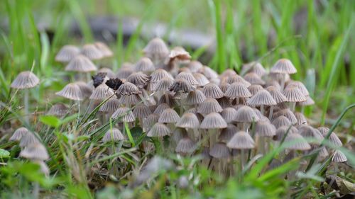 Close-up of mushrooms growing on field