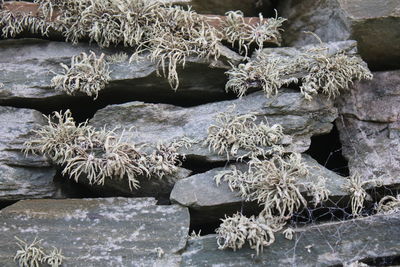 Close-up of frozen plants against trees during winter