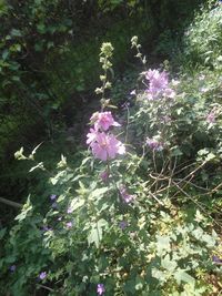 plant
