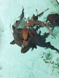 High angle view of woman swimming in sea