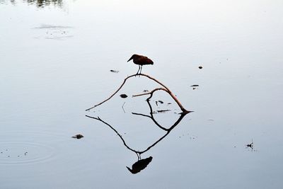 Bird flying over lake