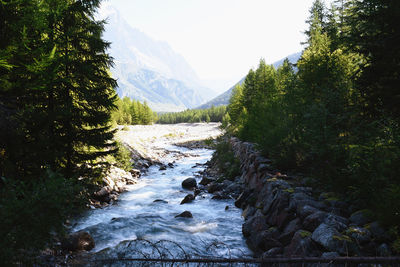 Scenic view of river flowing through forest