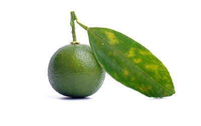 Close-up of fruit against white background