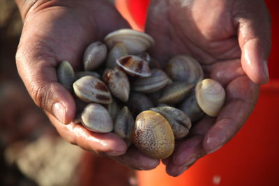 Oyster collection