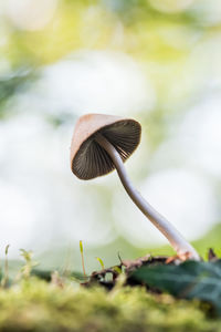 Close-up of mushroom growing on land