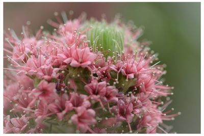 Close-up of pink flowers