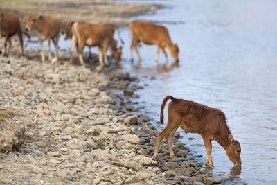 Little calf drinking water in the river