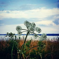 Scenic view of sea against cloudy sky