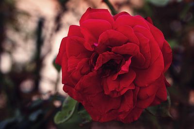 Close-up of red rose