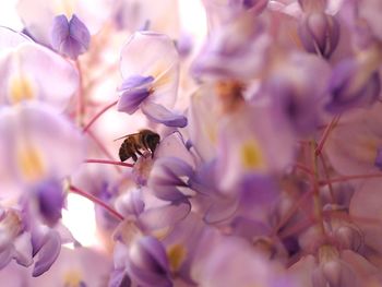 Honey bee on purple flowers