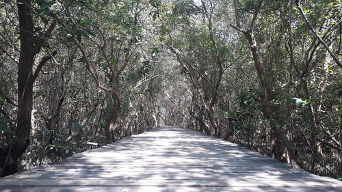 Empty road along trees in forest