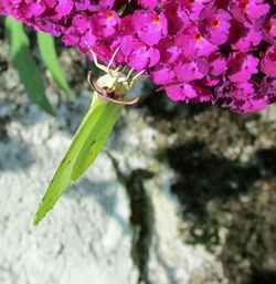 Close-up of flowers