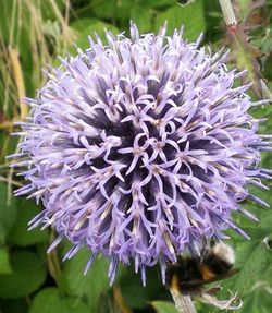 Close-up of bee on purple flower