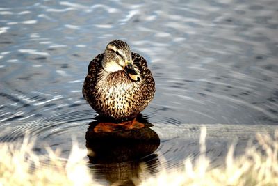 High angle view of female mallard duck in lake