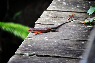 Close-up of insect on wood