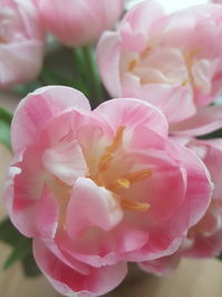 Close-up of pink rose